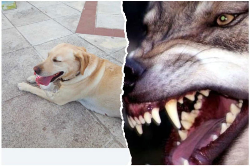 Αρναία : Επίθεση λύκων μέσα σε περιφραγμένο οικόπεδο