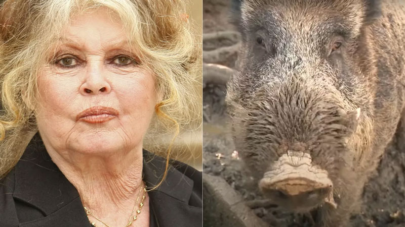 Η διάσωση ενός αγριογούρουνου διχάζει τη Γαλλία