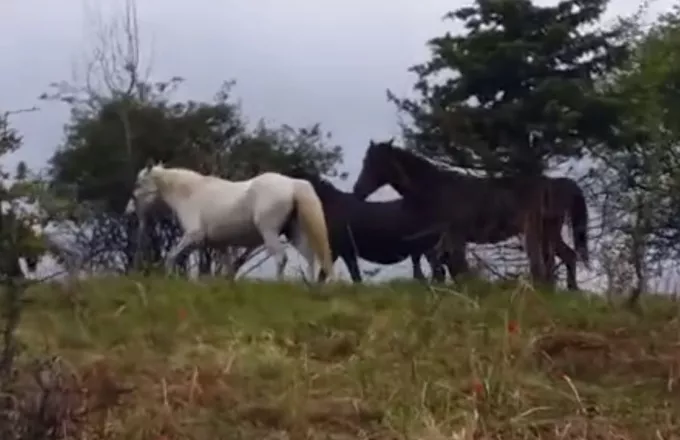 Μυτιλήνη: Σοβαρά τραυματισμένος ένας 19χρονος μετά από σύγκρουση με αγέλη αλόγων