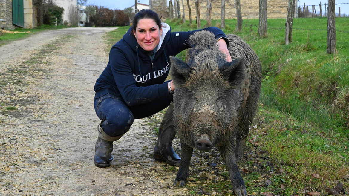 υιοθέτησε αγριογούρουνο