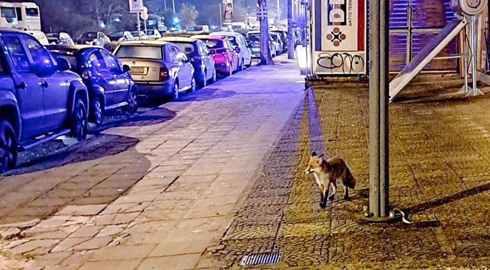 Ιωάννινα : Μια αλεπού βγήκε τσάρκα… στην οδό Γ. Παπανδρέου
