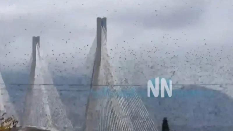 Σμήνος από ψαρόνια «έκρυψε» τη γέφυρα Ρίου Αντιρρίου...VIDEO