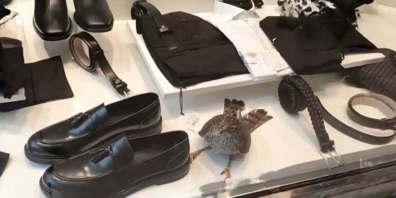 Γεράκι παγιδεύτηκε σε βιτρίνα