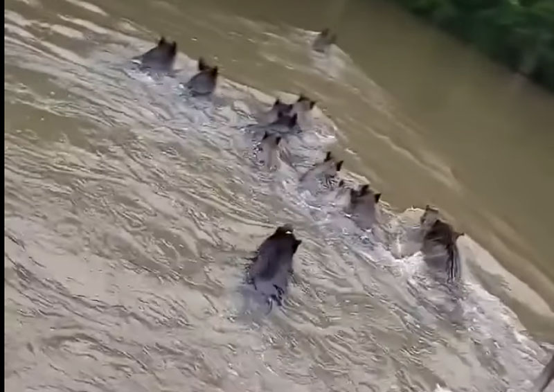 Κοριτσάκι...ψαρεύει "αγριόχοιρο" από ποτάμι...VIDEO