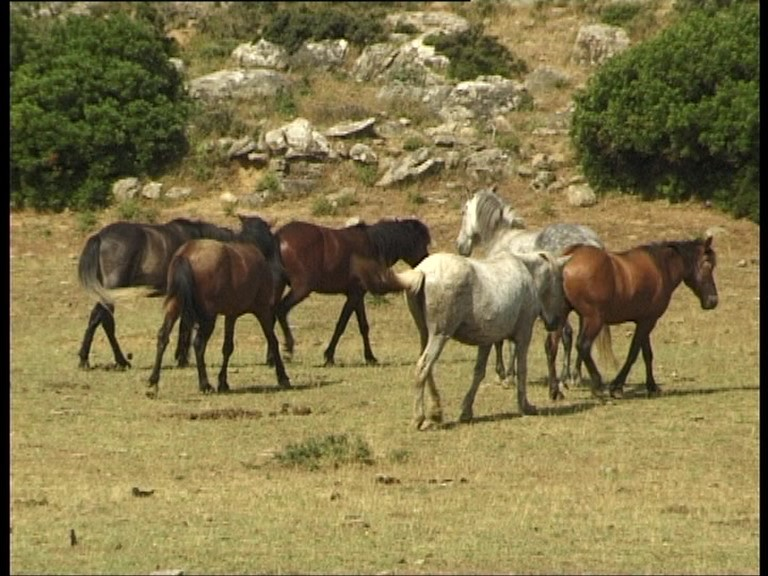 Τα άγρια άλογα της Ακαρνανίας – Τα απετάλωτα του Πεταλά