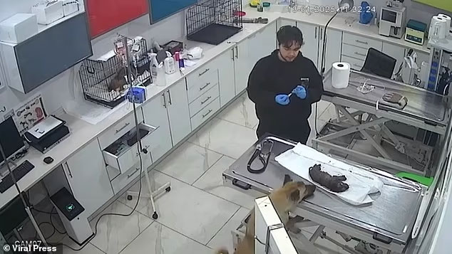 Κωνσταντινούπολη: Σκυλίτσα μετέφερε το ετοιμοθάνατο κουτάβι της σε κτηνιατρείο... VIDEO
