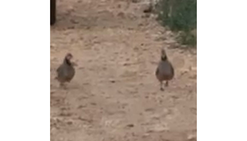 Δυο κότσοι .... καβγαδίζουν στο Σχιστό....VIDEO