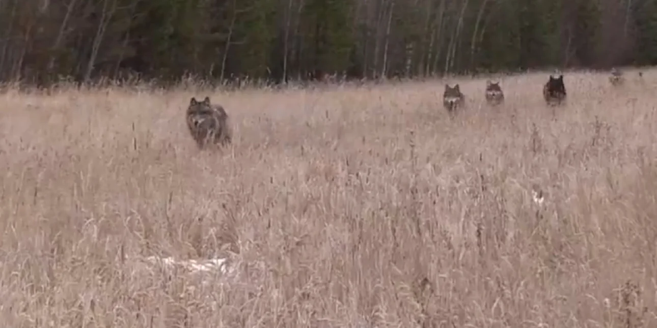 Αγέλη λύκων είδε κυνηγό και άρχισε να τρέχει προς το μέρος της ....VIDEO