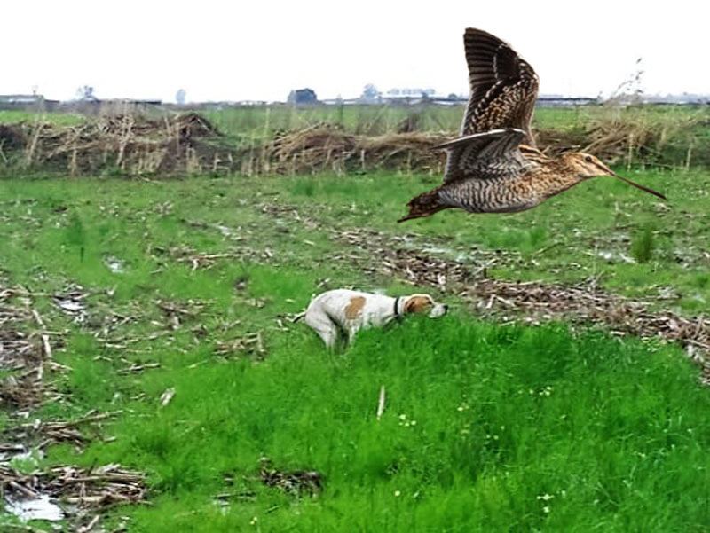 Οι αγώνες σε μπεκατσίνι και η χρησιμότητά τους