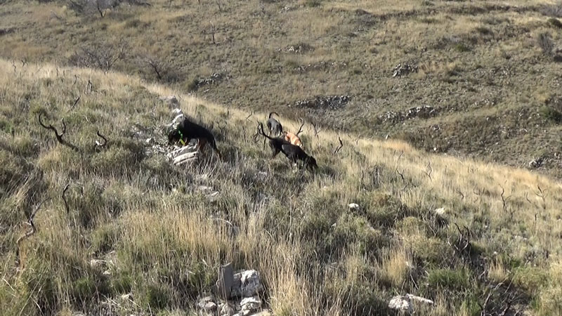 Λαγο...κουβέντες : Τα μυστήρια της ιχνηλασίας του λαγού ...VIDEO
