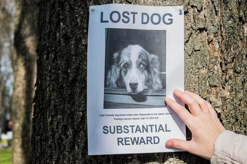 Τι είναι οι ντετέκτιβ ζώων; – Ένα σπάνιο επάγγελμα με μεγάλη σημασία