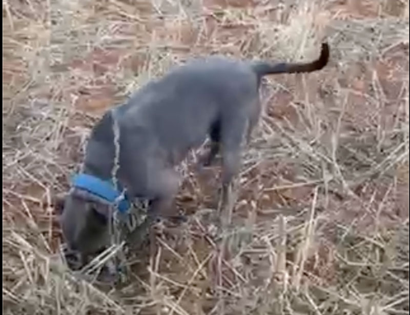 Πιτμπουλ απορτάρει υποδειγματικά τις τσίχλες