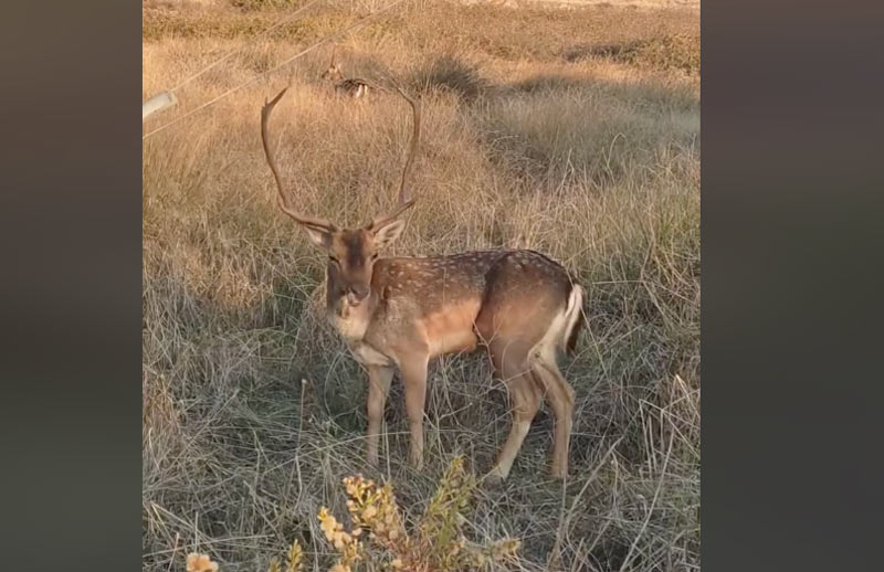 Τα Πλατώνια στην Λήμνο