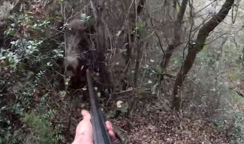 Αγριόχοιρος επιτίθεται σε κυνηγό, στη στάμπα…VIDEO