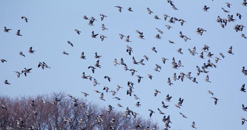 Ιερακοθηρία για έλεγχο υπερπληθυσμού της φάσσας συζήτησε η Επ. Περιβάλλοντος