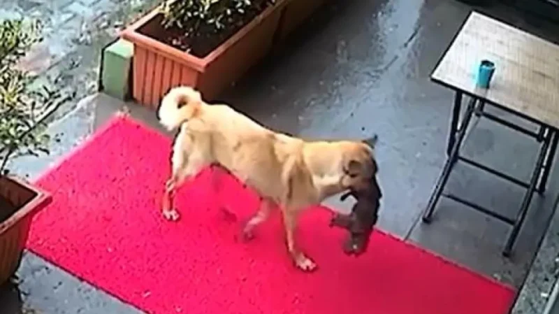 Κωνσταντινούπολη: Σκυλίτσα μετέφερε το ετοιμοθάνατο κουτάβι της σε κτηνιατρείο... VIDEO