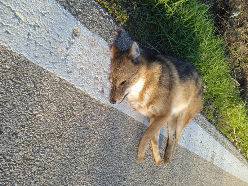 Ροδόπη : Ακόμη ένα τροχαίο με τσακάλι στις Σάπες