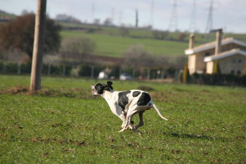 Η σημασία των αγώνων μεγάλης έρευνας για το κυνήγι