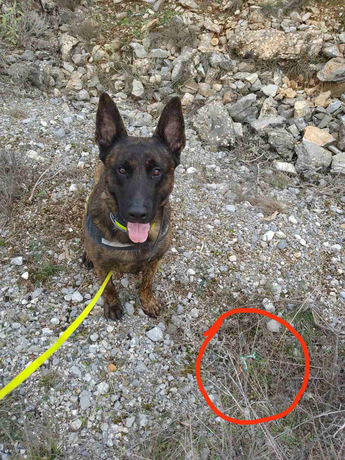 Τριάντα φόλες βρήκε ο ειδικός σκύλος της Γ' ΚΟΠ στη Φρουσιούνα -Αλέα -Κεφαλόβρυσο