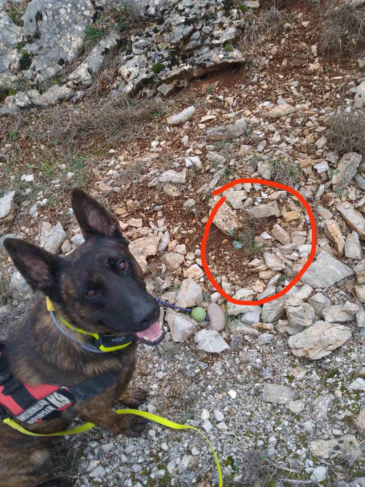 Τριάντα φόλες βρήκε ο ειδικός σκύλος της Γ' ΚΟΠ στη Φρουσιούνα -Αλέα -Κεφαλόβρυσο