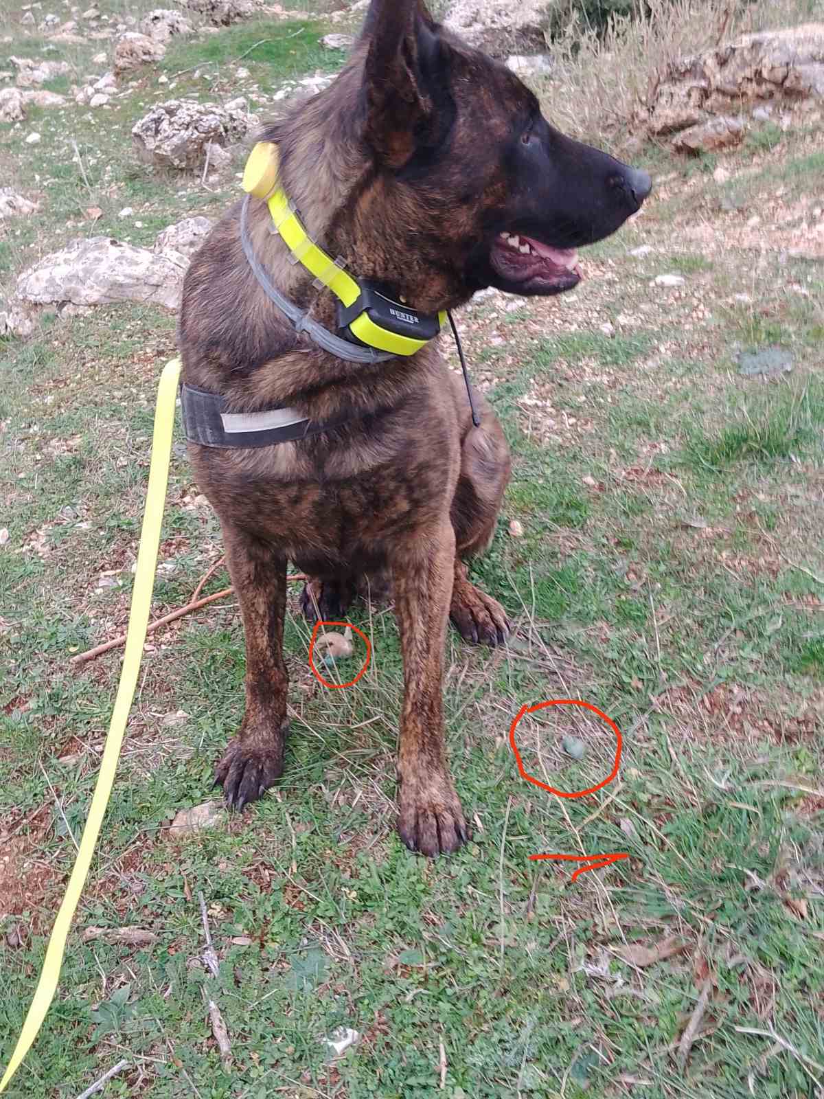 Τριάντα φόλες βρήκε ο ειδικός σκύλος της Γ' ΚΟΠ στη Φρουσιούνα -Αλέα -Κεφαλόβρυσο