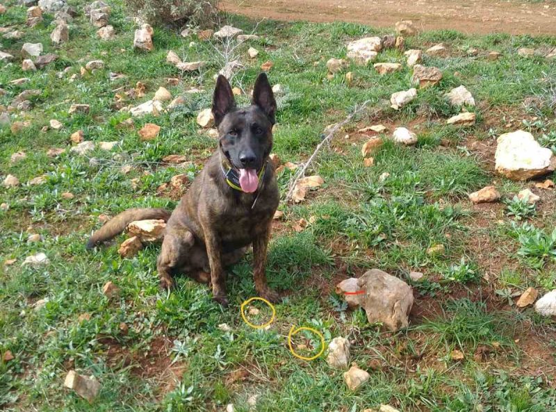 Γ' ΚΟΠ : Φόλες σε περιοχή του Κρανιδίου