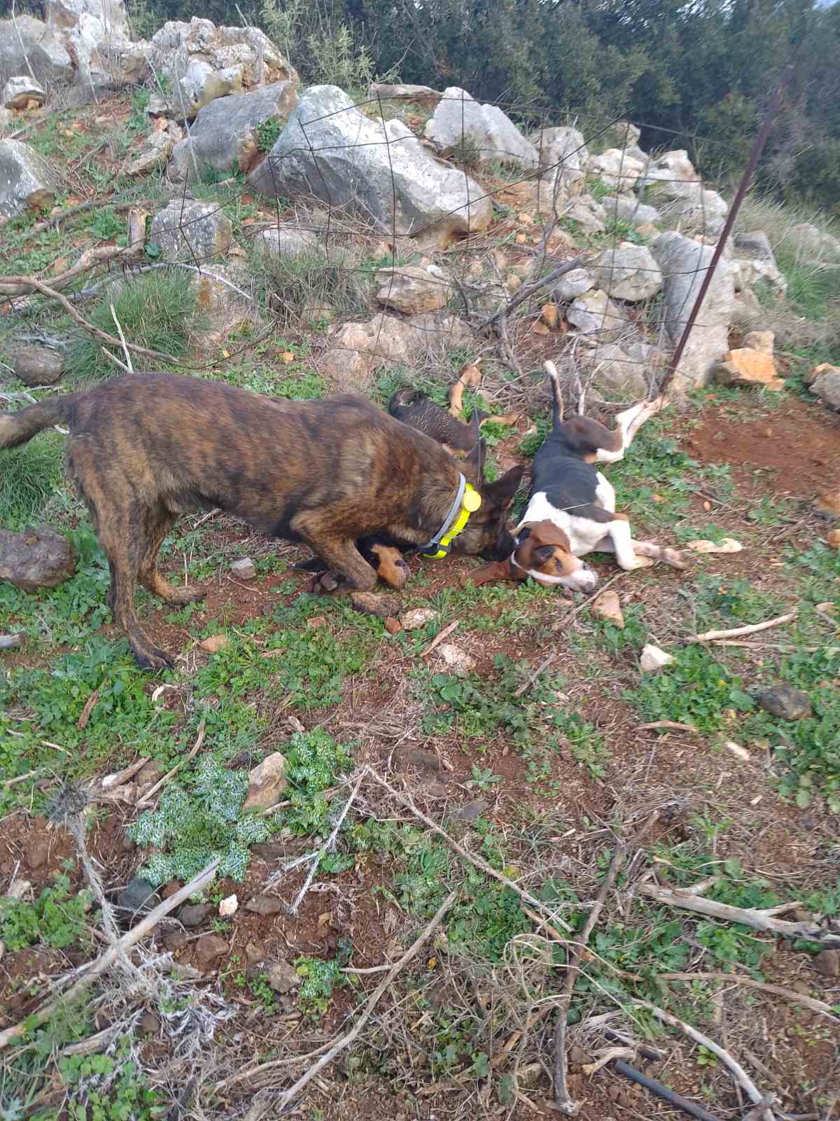 Γ' ΚΟΠ : Φόλες σε περιοχή του Κρανιδίου