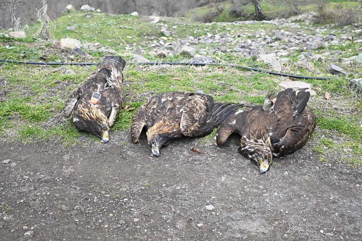 Ξάνθη: Τρεις νεκροί χρυσαετοί από δηλητηριασμένα δολώματα