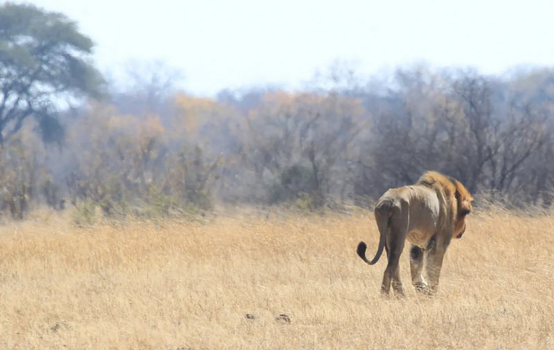 Ζιμπάμπουε: 7χρονος επιβίωσε επί πέντε ημέρες σε εθνικό πάρκο, ανάμεσα σε λιοντάρια και άγρια ζώα