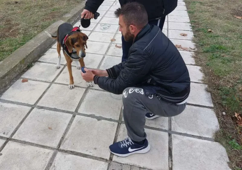 Θεσσαλονίκη: Βροχή τα πρόστιμα από την αστυνομία σε ιδιοκτήτες σκύλων