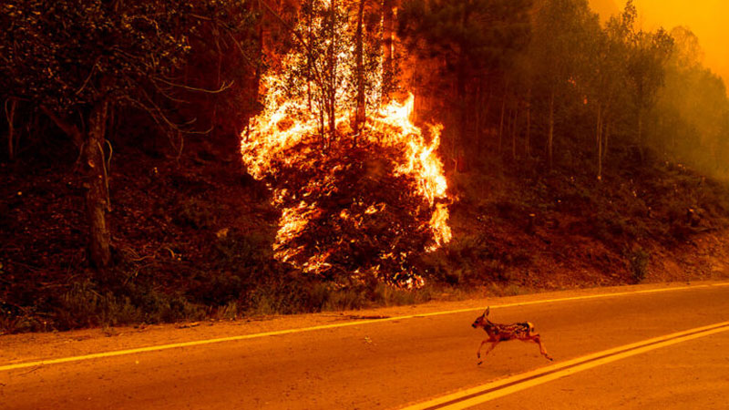 Άλογα, σκύλοι, κουνέλια: Οι άλλοι πυροπαθείς του Λος Άντζελες