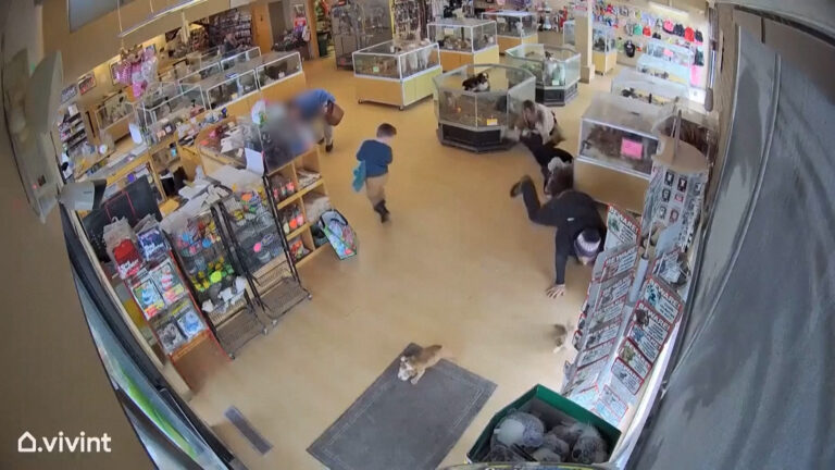 Ληστής προσποιείται επιληπτική κρίση ενώ ο συνεργός του κλέβει δύο κουτάβια...VIDEO