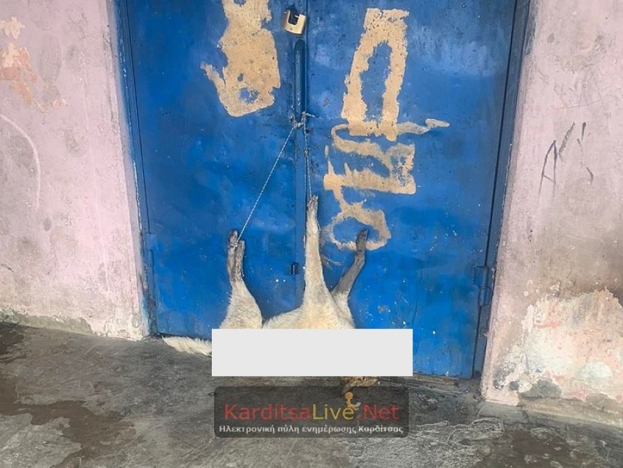Σοκαριστική εικόνα με νεκρό σκυλί κρεμασμένο σε πόρτα Δημοτικού Σχολείου της Καρδίτσας