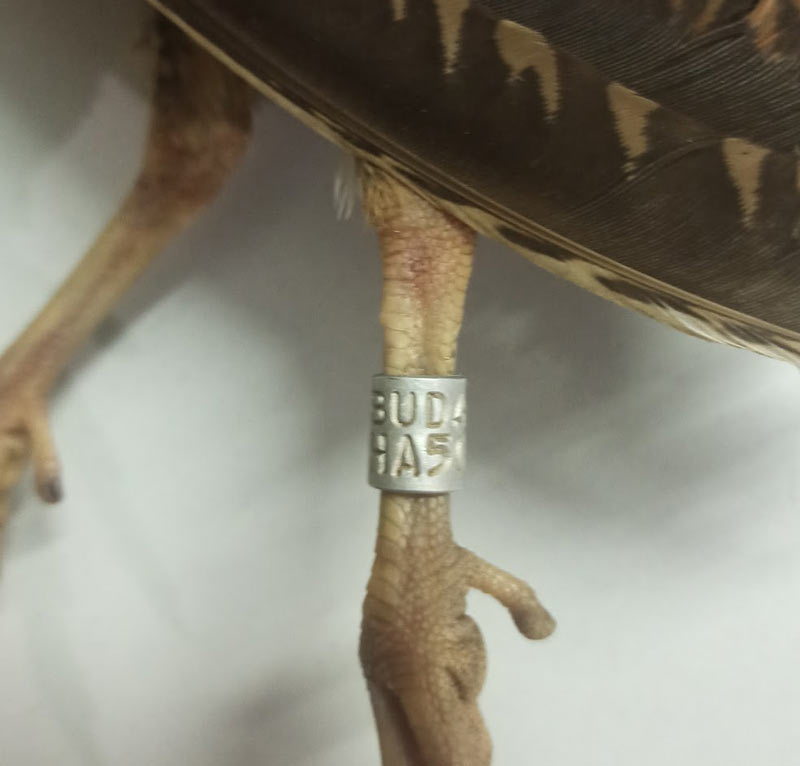 1000 χλμ μακριά από εκεί που δαχτυλιώθηκε, θηρεύτηκε η μπεκάτσα στην Παραβόλα