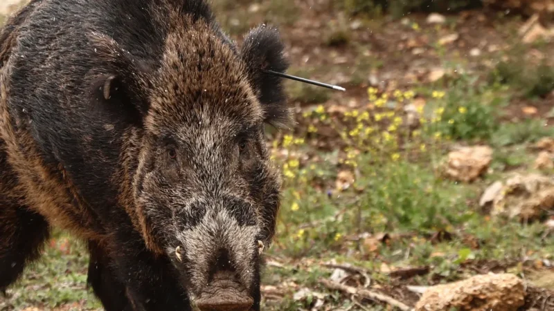 Δύσκολη η προσέγγιση του χτυπημένου από βέλος αγριογούρουνου στην Πάρνηθα - Τι μπορεί να γίνει