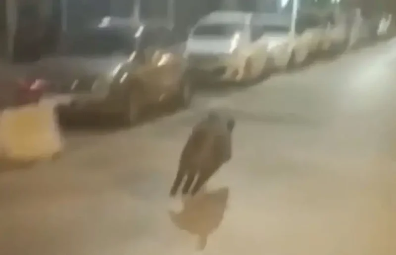 Θεσσαλονίκη: Πρωινή βόλτα για αγριογούρουνο στην Ίωνος Δραγούμη …VIDEO