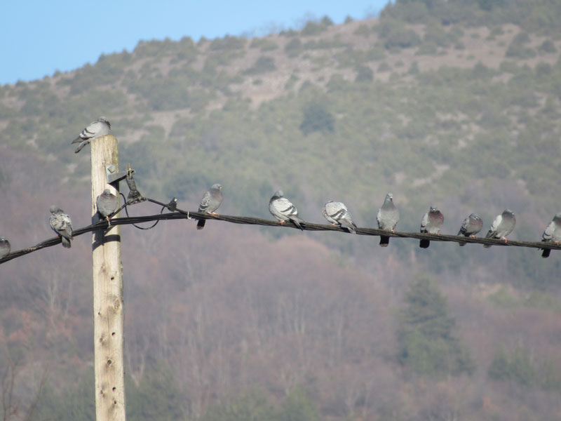 Υπουργείο Υγείας: Εγκύκλιος για τα περιστέρια μετά από καταγγελίες για υγειονομικά προβλήματα