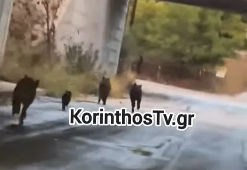 Κορινθία: Αγέλη από αγριογούρουνα στους Αγίους Θεοδώρους ...VIDEO