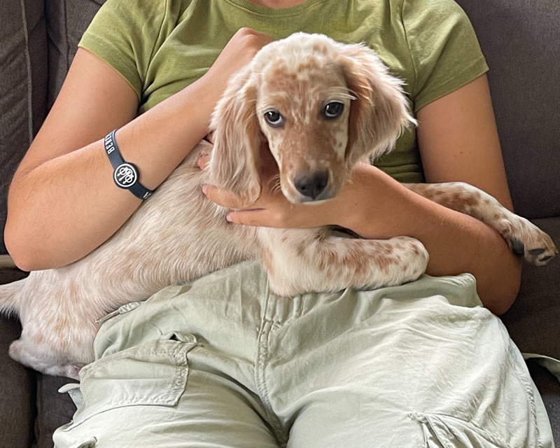 Οι αλλεργίες ταλαιπωρούν (και) τους σκύλους