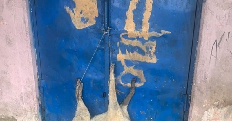 Σοκαριστική εικόνα με νεκρό σκυλί κρεμασμένο σε πόρτα Δημοτικού Σχολείου της Καρδίτσας