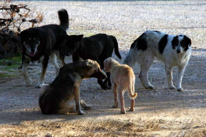 Αδέσποτο επιτέθηκε σε παιδί στην πλατεία Ψαχνών – Παρών ο Δήμαρχος