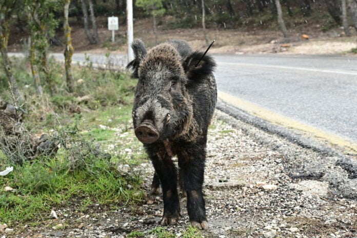 Το χτυπημένο με βέλος αγριογούρουνο εθεάθη ξανά στην Πάρνηθα