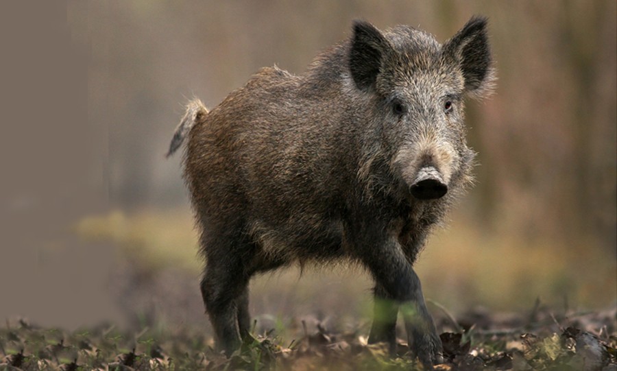 Αγριογούρουνο κυνηγά τσακάλι στον Ταΰγετο...VIDEO
