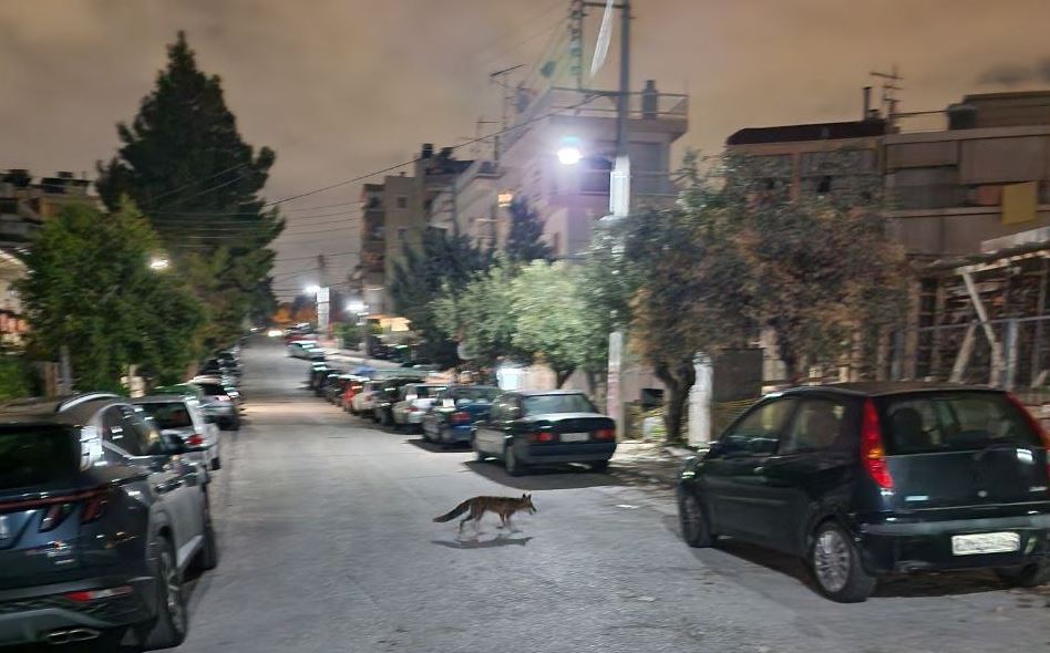 Δύο αλεπούδες βγήκαν για βόλτα στο Παγκράτι!...VIDEO