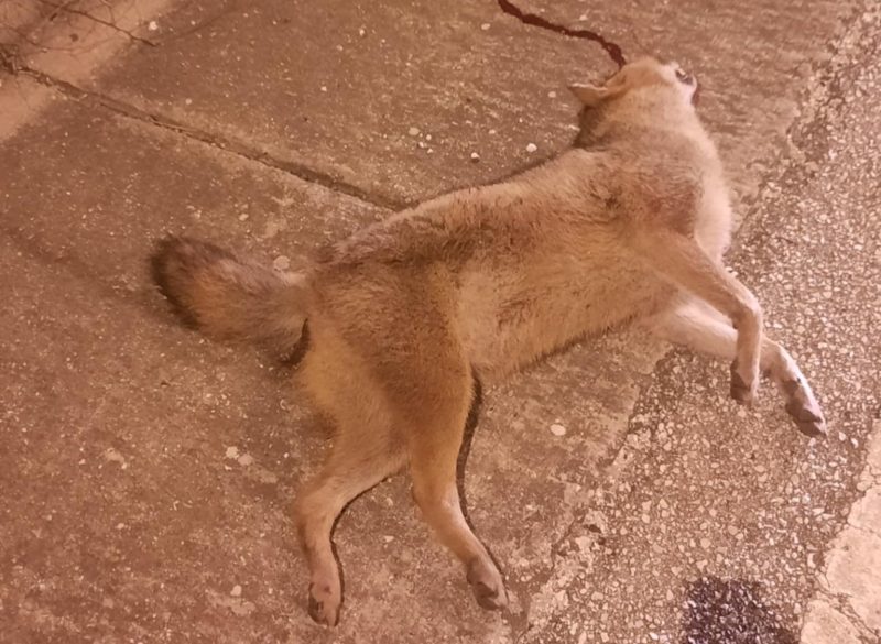 Τροχαίο με τσακάλι στη Ζαρκαδιά Καβάλας