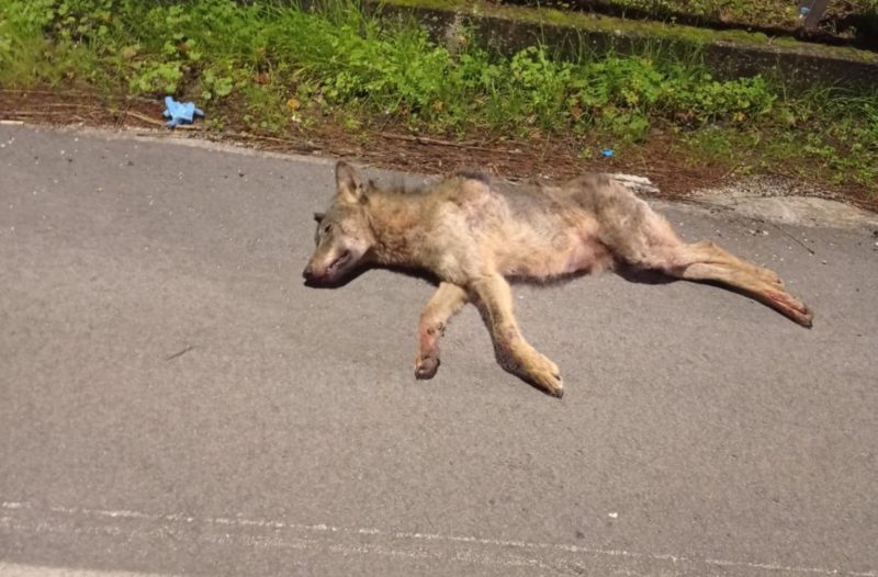 Τροχαίο με λύκο στη Μαλακάσα