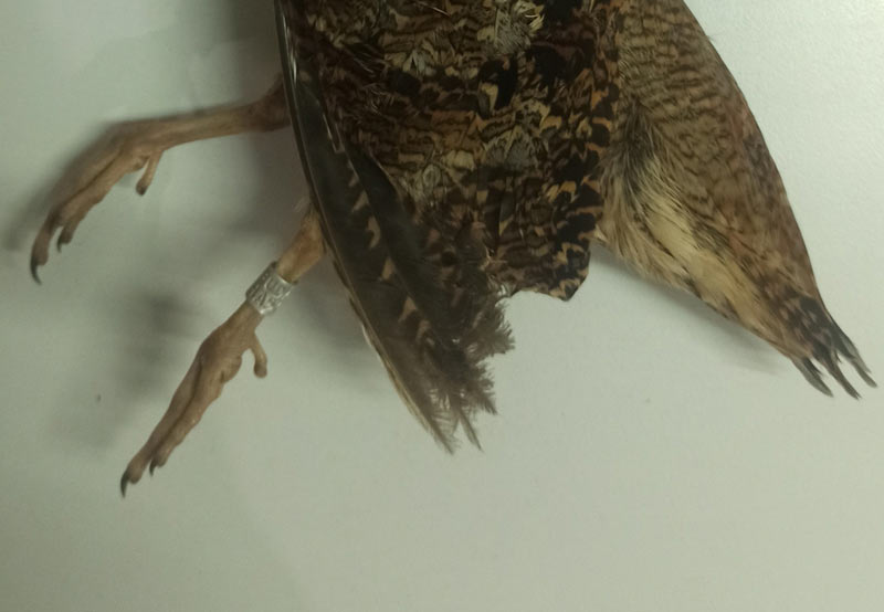 Θηρεύτηκε δαχτυλιωμένη μπεκάτσα στο Αγρίνιο