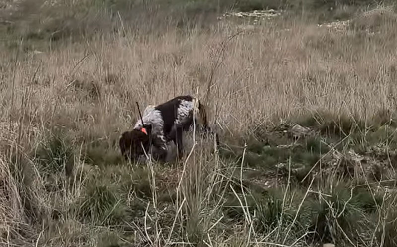 Αγέλη λύκων παρακολουθεί Επανιέλ Μπρετόν...VIDEO