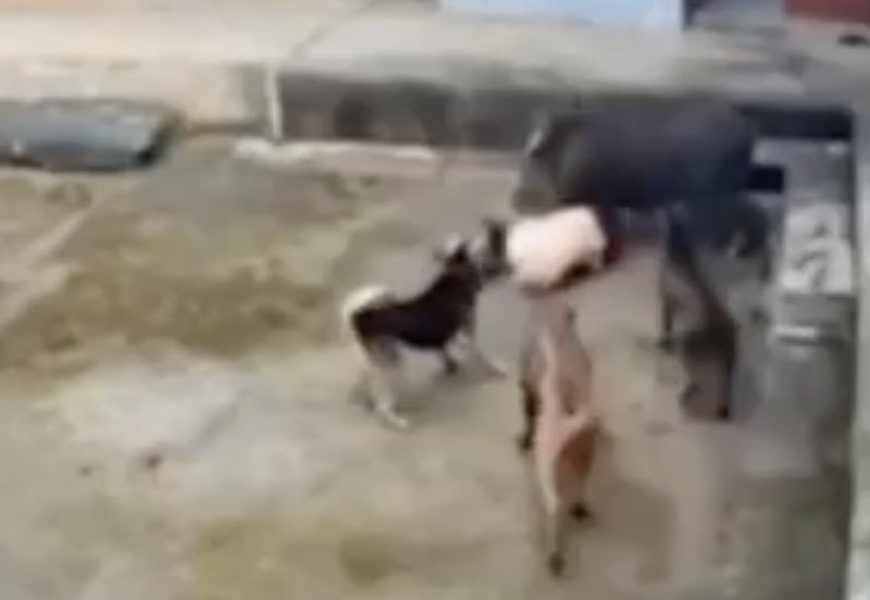 Απρόκλητη επίθεση αγριόχοιρου σε άνθρωπο μέσα στην αυλή....VIDEO