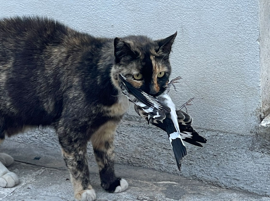 Σκωτία : Οι γάτες σκοτώνουν ετησίως 700 εκατομμύρια πουλιά